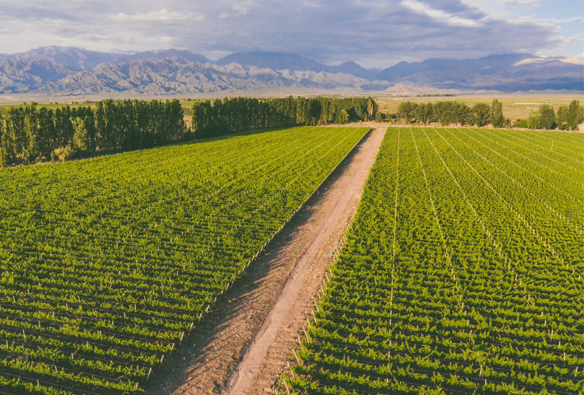 Bodegas y vinos sustentables