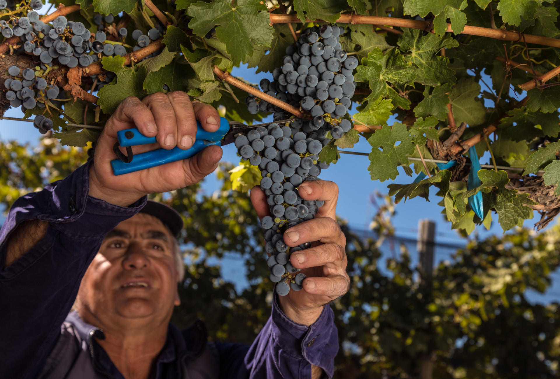 Personalidad del vino según la cosecha