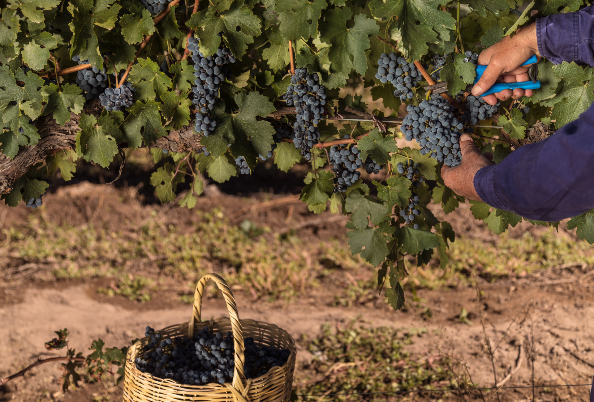 ¿Qué es el resveratrol y para qué sirve?