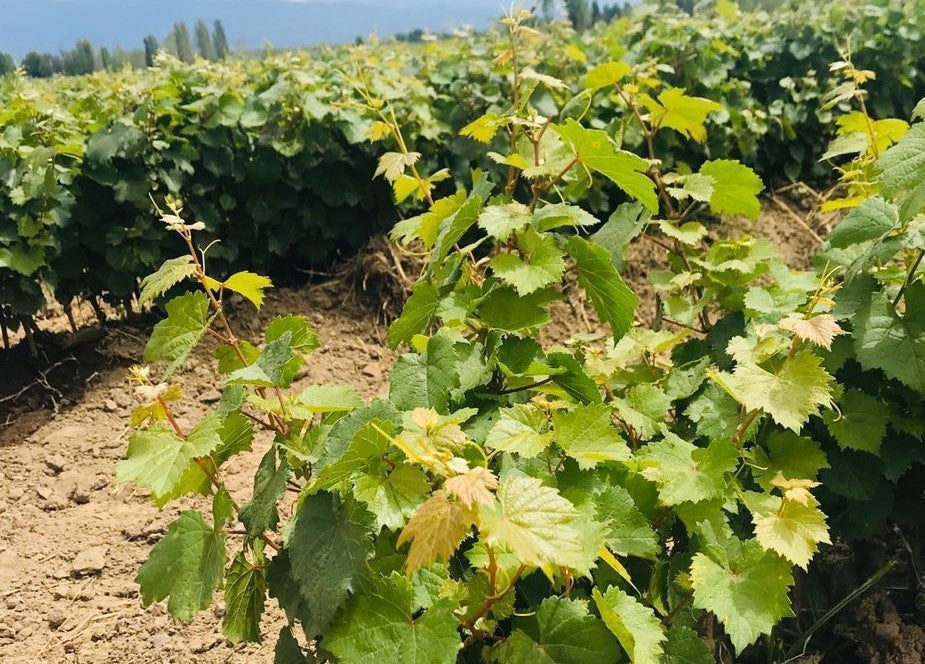 Bodegas Bianchi y Vivero Mercier: Alianza Estratégica para Desarrollar Mejores Vides