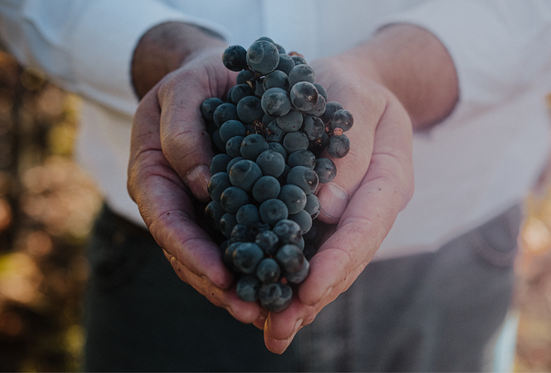 El Verdadero o Falso del vino