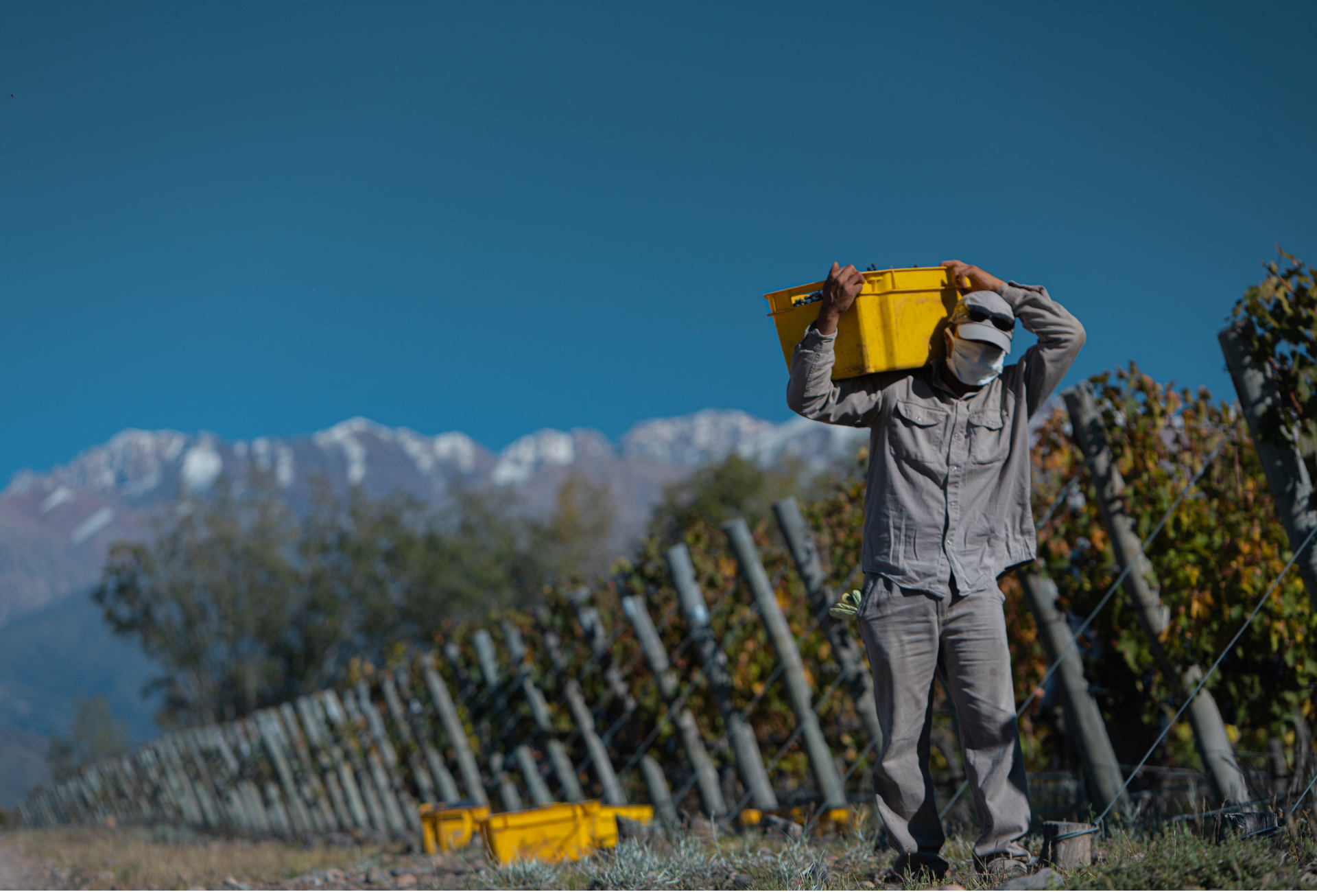 ¿Cómo serán los vinos de la cosecha 2022?