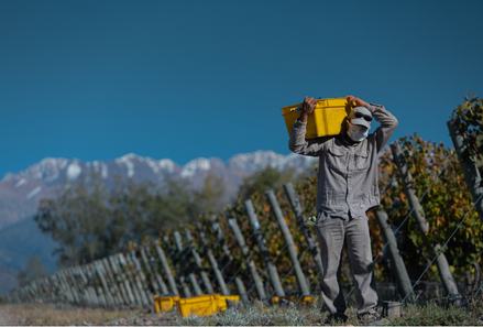 ¿Cómo serán los vinos de la cosecha 2022?