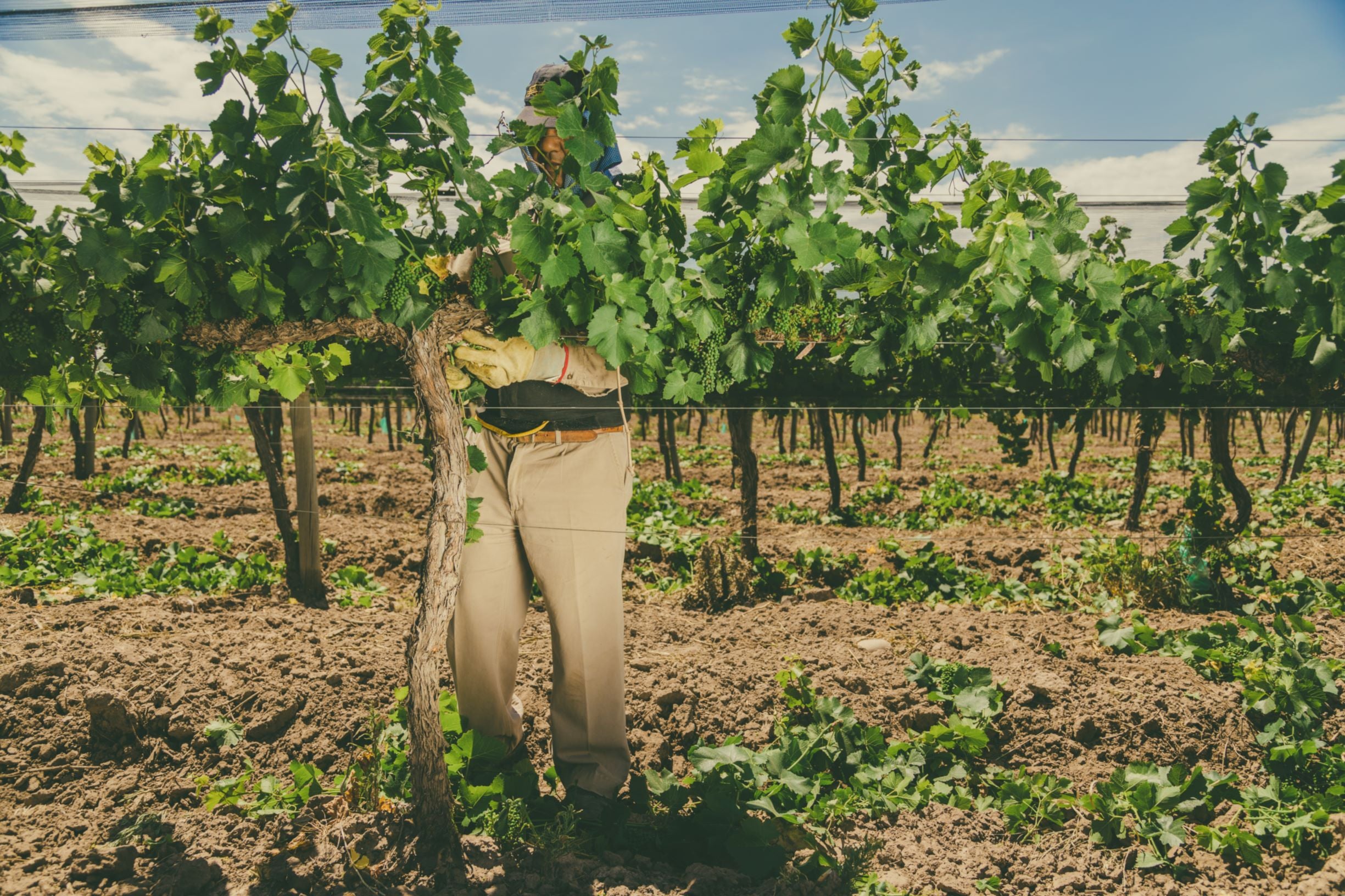 Terruño: Concepto Medular del Vino