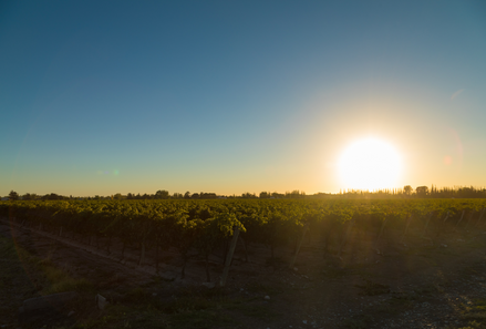 ¿Qué hacer en Mendoza este verano?