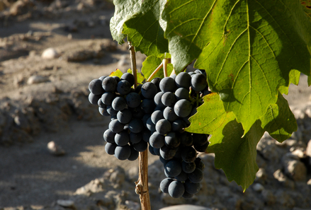 Día Nacional del Vino Argentino