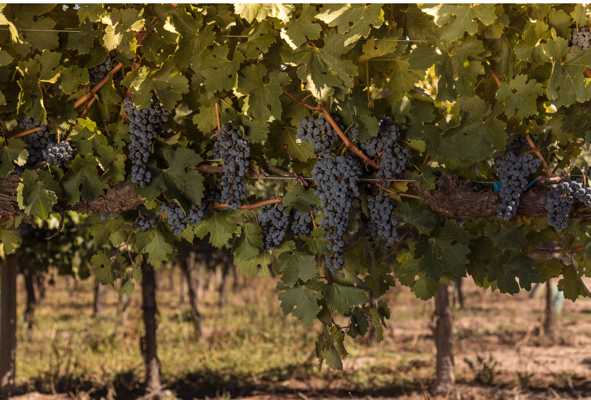 La importancia del terroir en los vinos