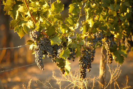 Variedades de Uva: ¿Qué vinos pueden hacerse con ellas?