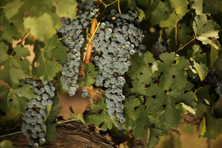 Día Internacional del Malbec: ¿Por qué el 17 de abril?