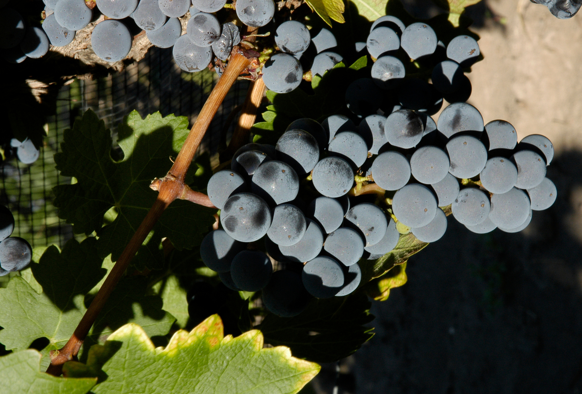 Syrah: Características, maridajes y particularidades