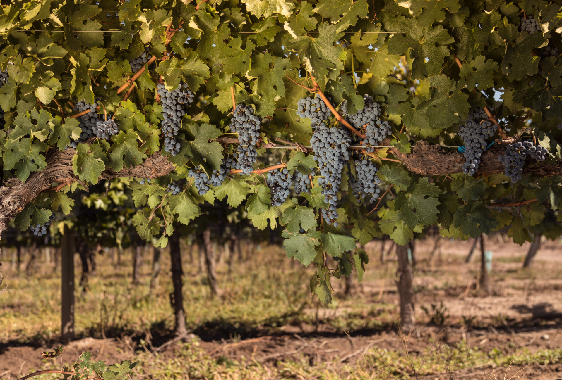 ¿Qué es un ingeniero agrónomo y qué hace en la bodega?