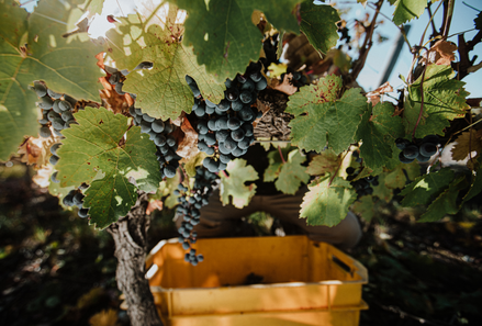 Los 10 mitos sobre el vino